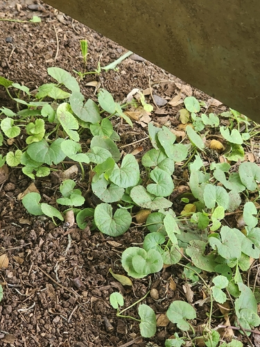Centella asiatica observed 2026-08-02