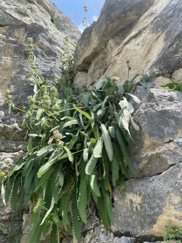 Betonica nivea, photograph 6