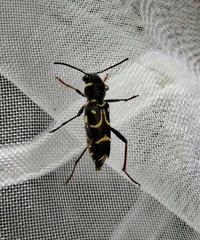 Xylotrechus antilope