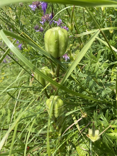 Lilium monadelphum, photograph 3