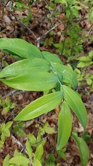 Polygonatum biflorum biflorum
