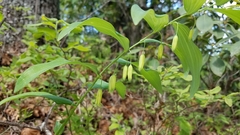 Polygonatum biflorum biflorum