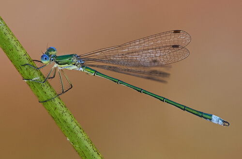 Small Spreadwing photo 2