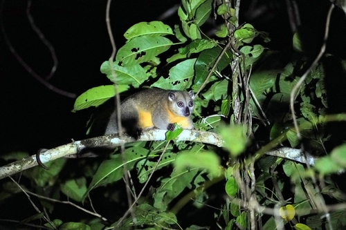 Ornate Cuscus