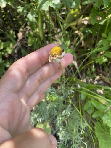 Archanthemis marschalliana, photograph 5