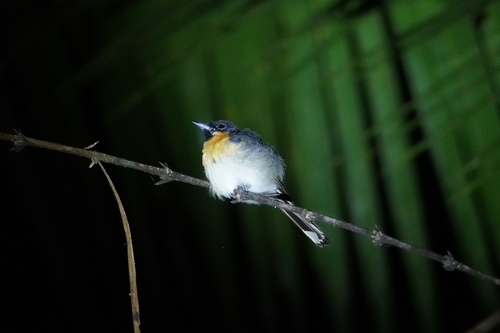 Moluccan Monarch (Symposiachrus bimaculatus)