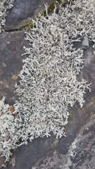 Stereocaulon dactylophyllum