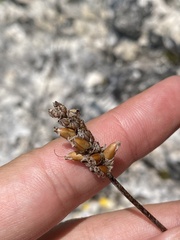 Plantago atrata, photograph (c) Илья Руденко, some rights reserved (CC BY)