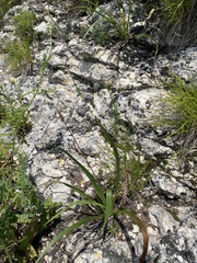Plantago atrata, photograph (c) Илья Руденко, some rights reserved (CC BY)