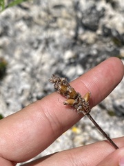 Plantago atrata, photograph (c) Илья Руденко, some rights reserved (CC BY)