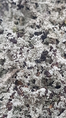 Stereocaulon dactylophyllum