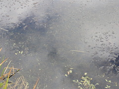 Potamogeton maackianus