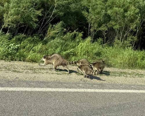 Common Raccoon