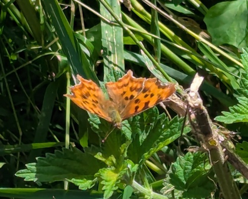European Comma