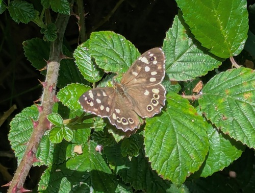 Speckled Wood