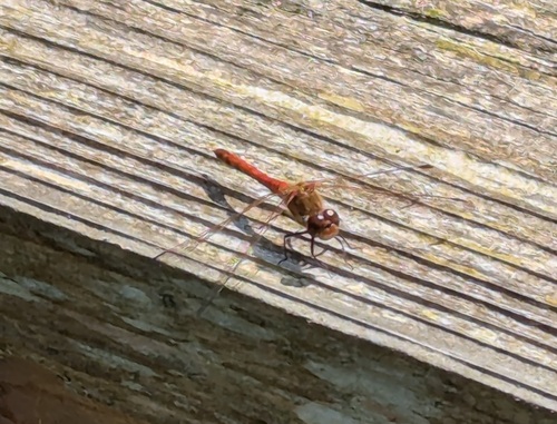 Common Darter