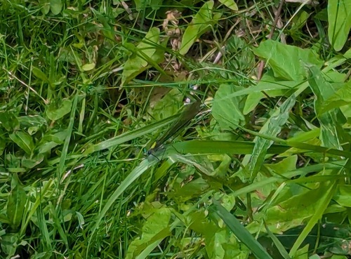 Banded Demoiselle