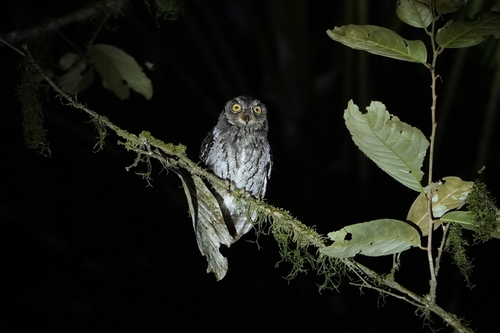 Moluccan Scops Owl (Otus magicus)