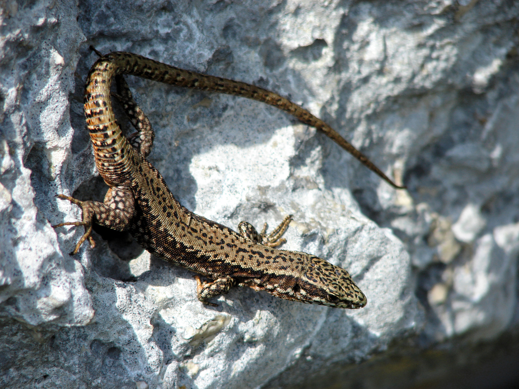 Northern Italian Wall Lizard (Subspecies Podarcis siculus campestris) ·  iNaturalist