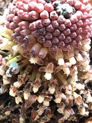 Langsdorffia hypogaea