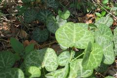 Aristolochia fimbriata