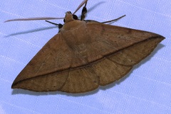 Ugia purpurea
