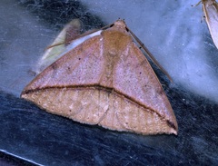 Ugia purpurea