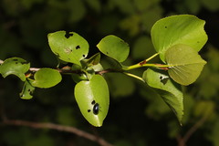 Alnus cordata