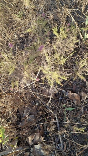 Turkey Bush