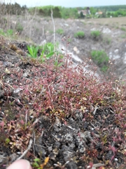 Hornungia procumbens