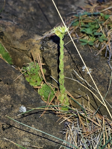 Sempervivum pittonii
