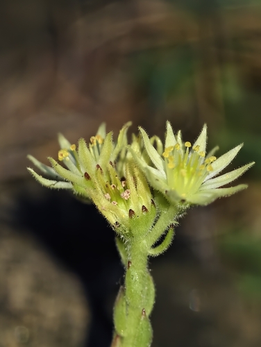 Sempervivum pittonii, photograph 2
