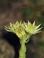 Sempervivum pittonii, photograph author not stated, no rights reserved