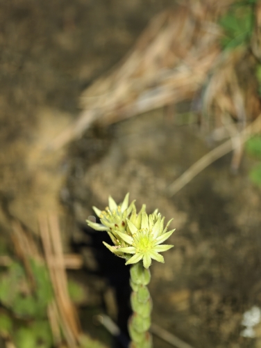 Sempervivum pittonii, photograph 3
