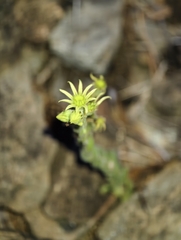 Sempervivum pittonii, photograph author not stated, no rights reserved