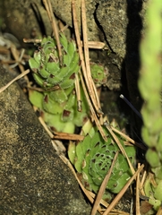 Sempervivum pittonii, photograph author not stated, no rights reserved