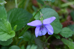 Viola × bavarica