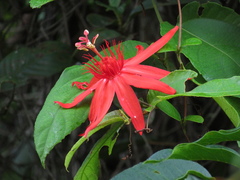 Passiflora quadriglandulosa
