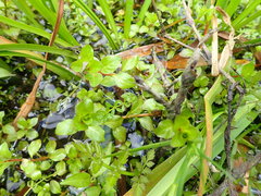 Ludwigia ovalis