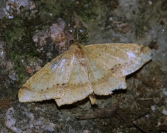 Krananda falcata