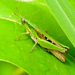 Spathosternum prasiniferum