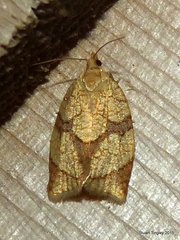 Adoxophyes negundana