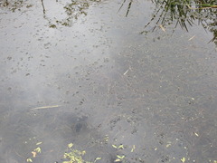 Potamogeton maackianus