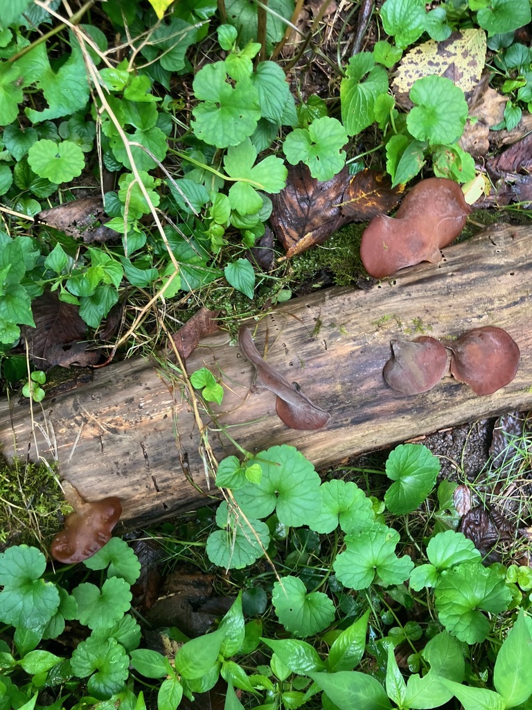 Auricularia angiospermarum · August 2026 · photo: Photo: (c) toad-wife, some rights reserved (CC BY) · iNaturalist
