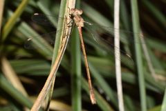 Lestes spatula