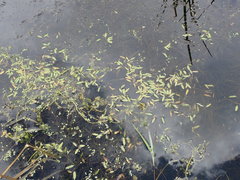 Potamogeton octandrus