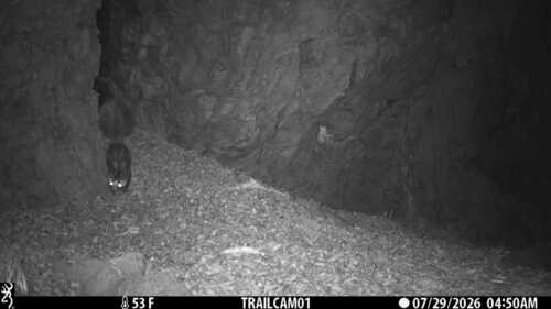 Western Spotted Skunk observed by jnelson