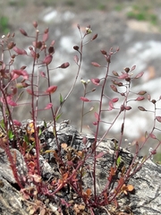 Hornungia procumbens