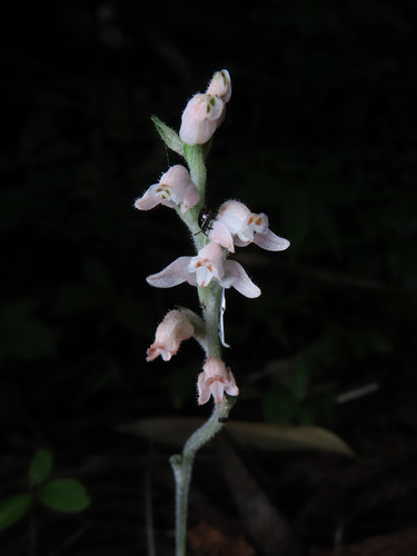 Goodyera schlechtendaliana, photograph 3