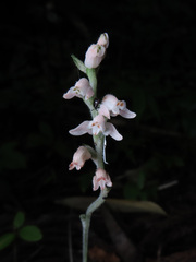 Goodyera schlechtendaliana, photograph (c) Timur Kalininsky, some rights reserved (CC BY)